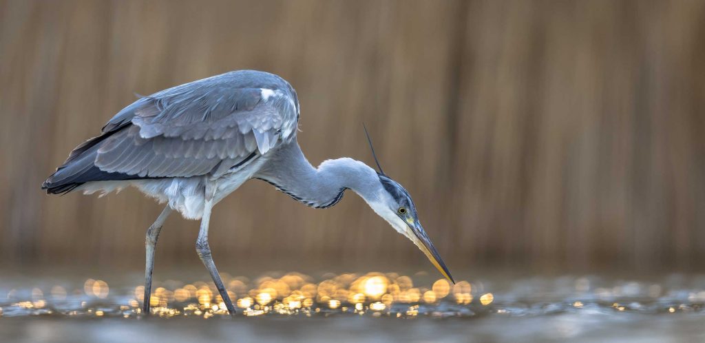 Grey Heron